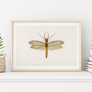 Vintage dragonfly print, Old insect poster, Antique botanical wall decor, Insect print, Gift idea for nature lover, Digital download art