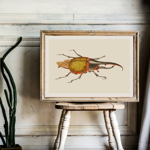 Puede incluir: Una ilustración vintage de un escarabajo grande, amarillo y naranja con un largo cuerno negro. El escarabajo está representado sobre un fondo crema.