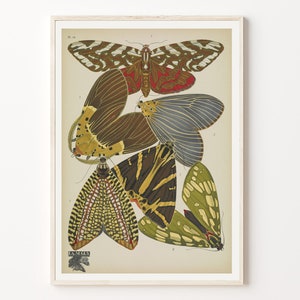 Moth print, Vintage insect print, Bug wall art, Butterflies poster, Earth colors wall decoration, Neutral tones prints, Botanical wall decor