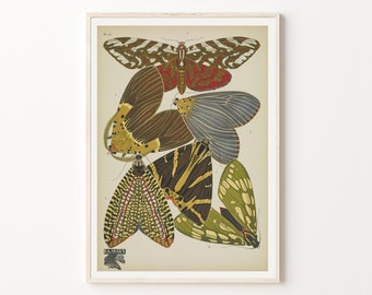 Moth print, Vintage insect print, Bug wall art, Butterflies poster, Earth colors wall decoration, Neutral tones prints, Botanical wall decor