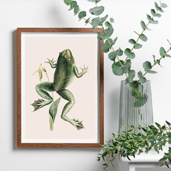 Antique Frog Print - Etsy