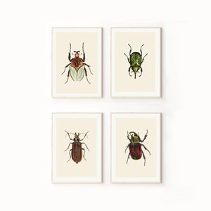 May include: Set of four framed prints featuring illustrations of beetles. The prints are on a white background and have a simple, minimalist design. The beetles are depicted in a realistic style and are shown in various poses.