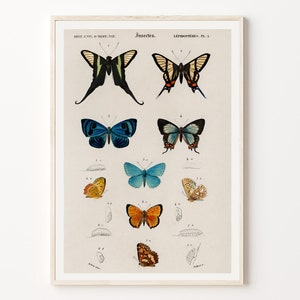 Vintage butterfly print, Retro insect poster, Academia Home Decor, Botanical wall decor, Botanical Prints, Butterfly illustrations, Digital