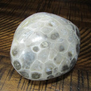 Polished Petoskey Stone | 11 oz | Polished Michigan Stones | Fossils | Rock Collecting | Great Lakes Stone