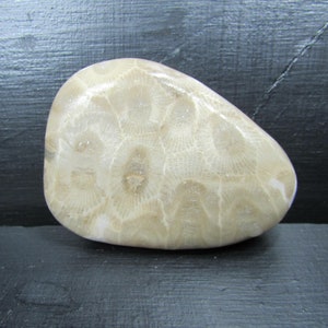 Unpolished Michigan Petoskey Stone︱Tumbled Great Lakes Coral Fossil