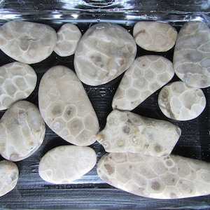Petoskey Stone Collection︱Multi-Piece Michigan Stone Set︱Rock Collection