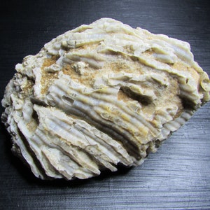 Agatized Chain Coral Fossil︱Rough Michigan Fossil︱Incredibly Unique Fossil Gift