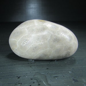 Unpolished Michigan Petoskey Stone︱Tumbled Great Lakes Coral Fossil