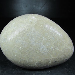 Unpolished Michigan Petoskey Stone︱Tumbled Great Lakes Coral Fossil