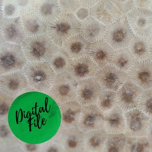 Petoskey Stone Close Up Digital Photo Download︱Printable Nature Art︱Patterned Paper