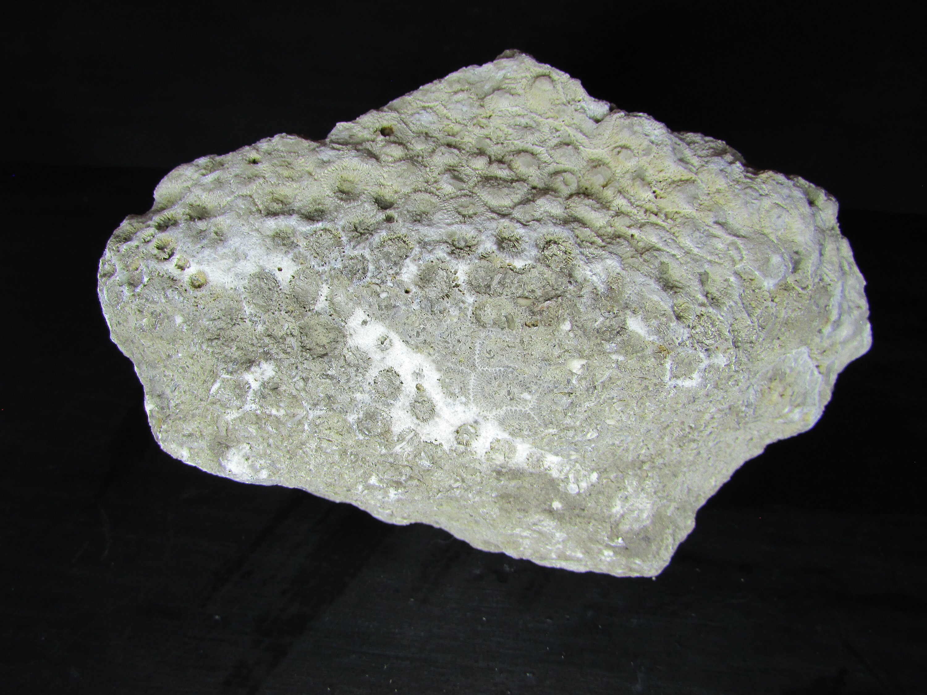 Raw Petoskey Stone︱unique Unpolished Petoskey︱michigan Fossil Rough ...