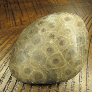 Unpolished Michigan Petoskey Stone︱Tumbled Great Lakes Coral Fossil
