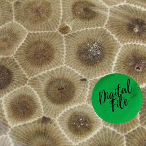Petoskey Stone Close Up Digital Photo Download︱Printable Nature Art︱Patterned Paper