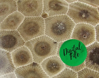 Petoskey Stone Close Up Download de foto digital︱Arte da natureza para impressão︱Papel estampado