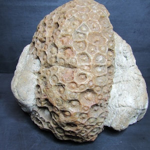 Natural Petoskey Stone Specimen | Raw Michigan Fossil | Unique Great Lakes Stone