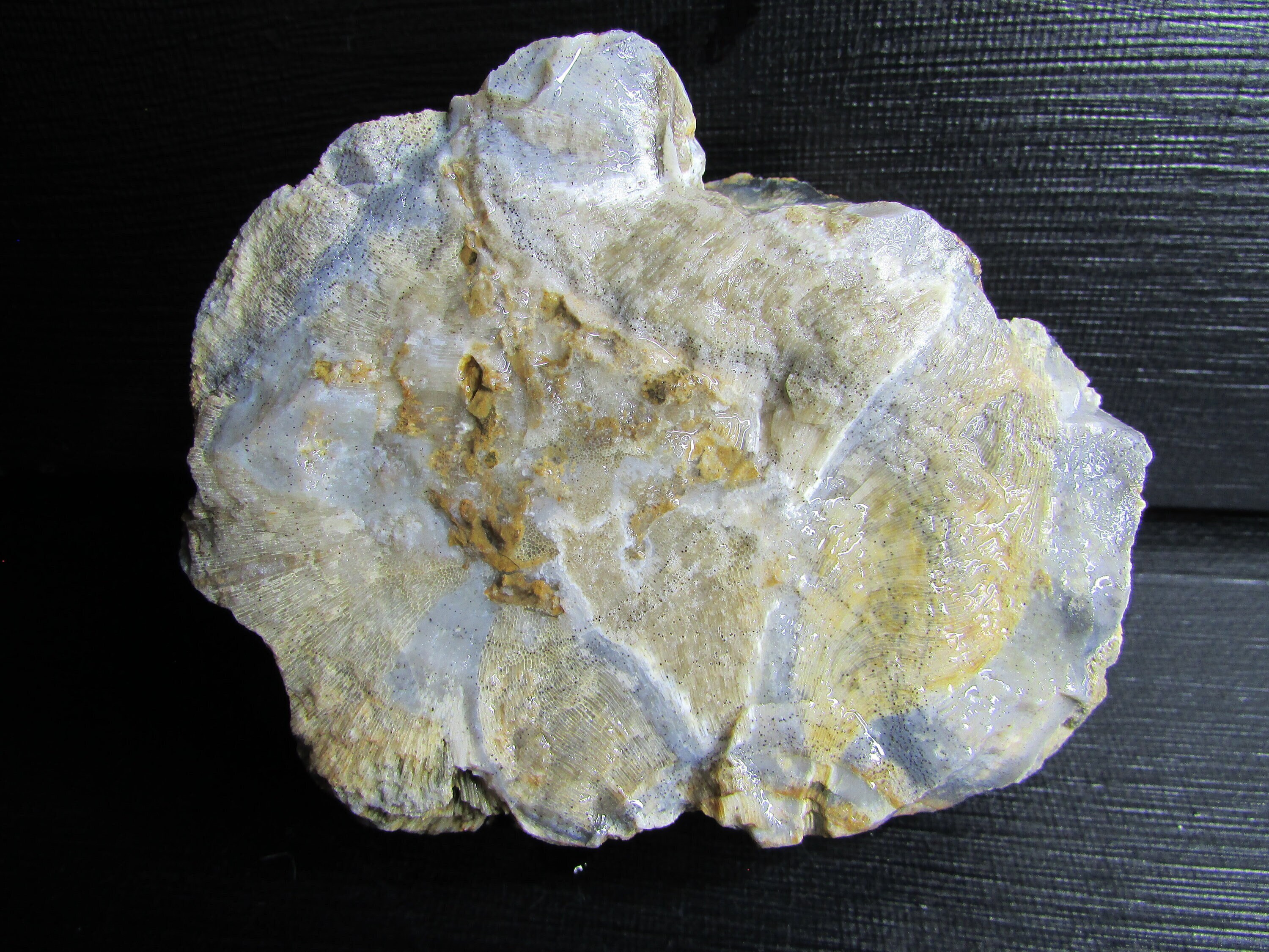 メソポタミア　石偶 Agatized Stromatoporoid Sponge Fossil︱mineral Replaced by
