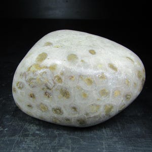 Unpolished Michigan Petoskey Stone︱Tumbled Great Lakes Coral Fossil