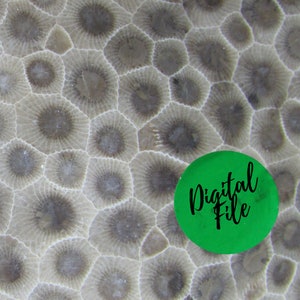 Petoskey Stone Close Up Photo: Printable Nature Art (Digital Download)