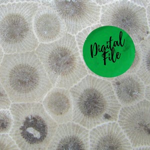 Petoskey Stone Close Up Digital Photo Download︱Printable Nature Art︱Patterned Paper