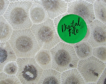 Foto digital em close-up de Petoskey Stone para download︱Arte da natureza para impressão︱Papel estampado
