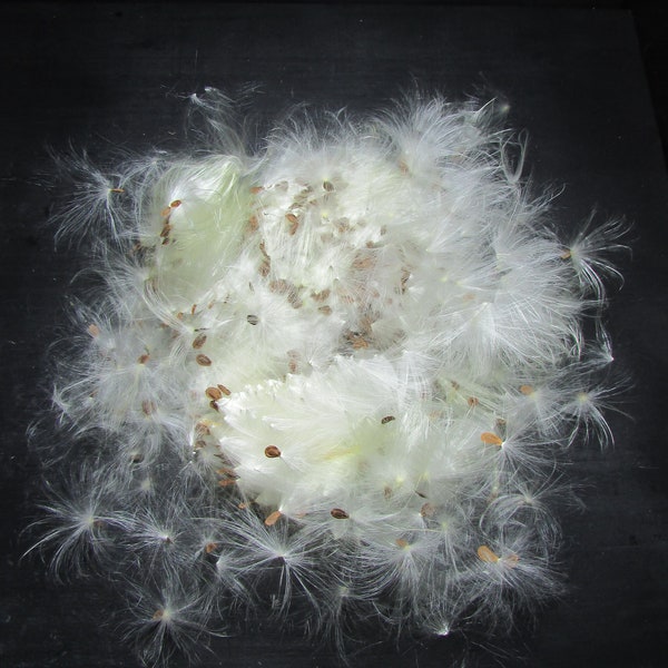 Milkweed Pods + Floss with Seeds | Fiber/Fluff/Silk | Monarch Butterfly