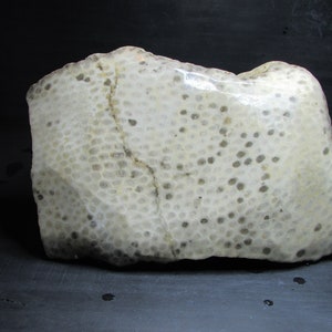 May include: A close-up of a light gray fossilized coral with a textured surface and a pattern of small, dark gray dots.