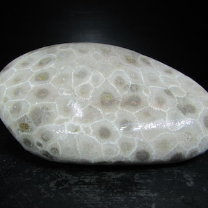 Unpolished Michigan Petoskey Stone︱Tumbled Great Lakes Coral Fossil