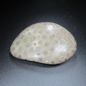 Unpolished Michigan Petoskey Stone︱Tumbled Great Lakes Coral Fossil