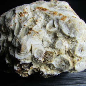 Agatized Stromatoporoid︱Sponge Fossil with Eyes︱2 lbs︱Michigan Stone