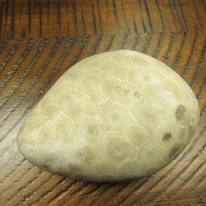Unpolished Michigan Petoskey Stone︱Tumbled Great Lakes Coral Fossil