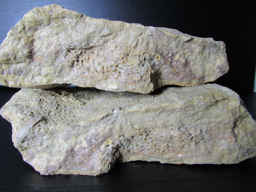 Rough Limestone Fossil︱druzy Favosites︱michigan Stone︱great Lakes Rock ...