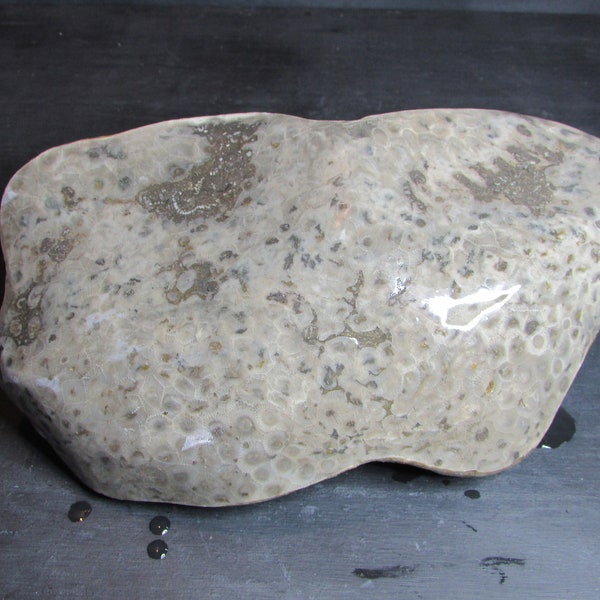 Partially Polished Petoskey Stone Fossil | 5 lbs | Michigan Stone | Great Lakes Stone | Lapidary | Unique | Choose Your Own Adventure Stone