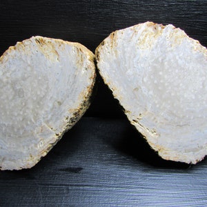 Agatized Stromatoporoid Fossil︱Cut Two Halves︱Michigan Stone