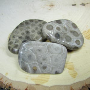 Unpolished Michigan Petoskey Stone Group︱Tumbled Great Lakes Coral Fossils