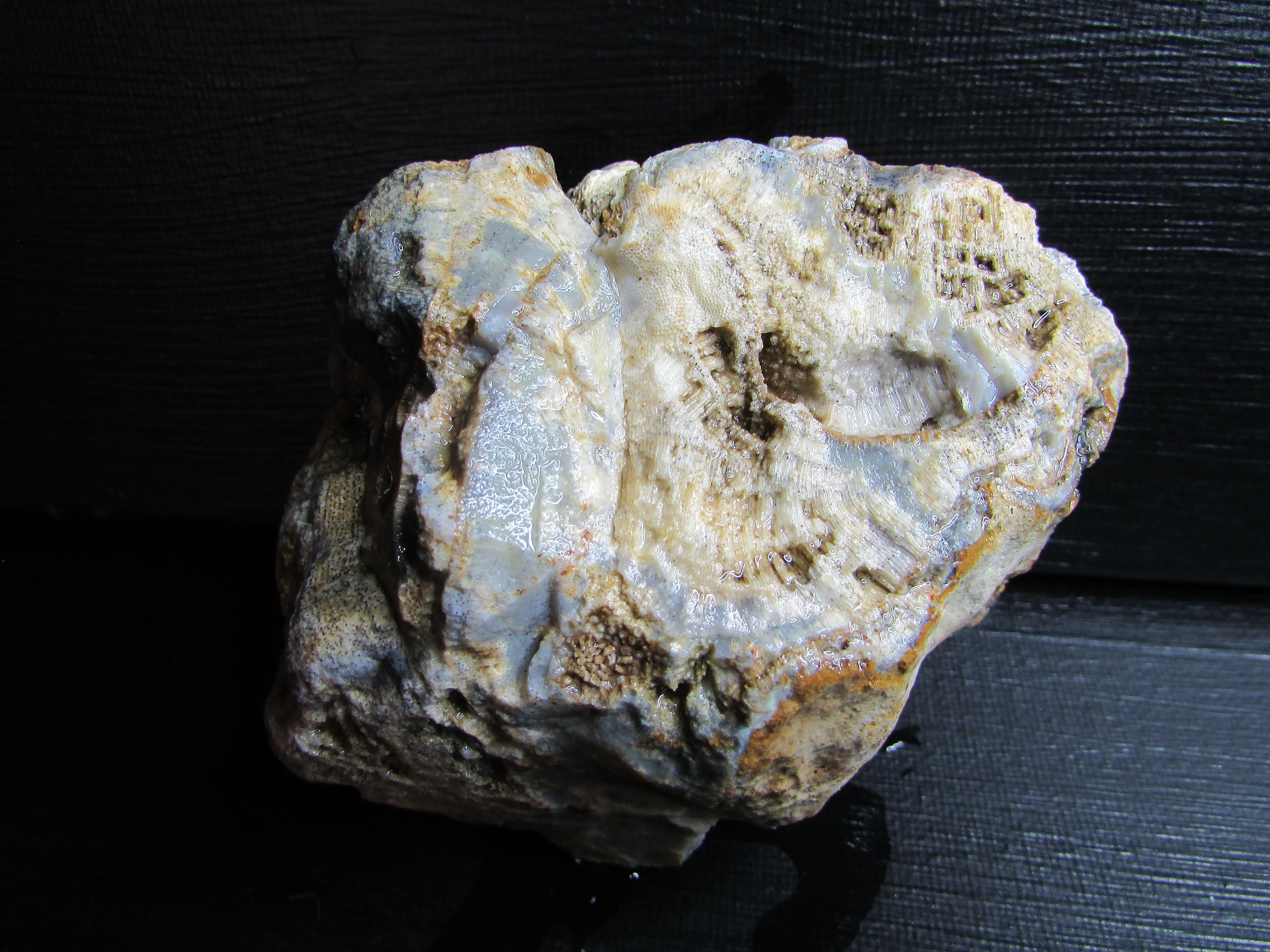 Agatized Stromatoporoid Sponge Fossil︱mineral Replaced by