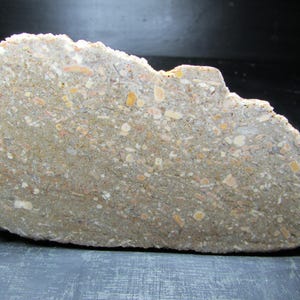 Crinoid Fossil Stone Slabs: Michigan Cut Stone Lot