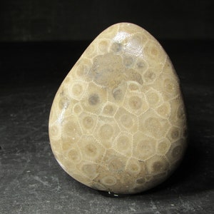 Unpolished Michigan Petoskey Stone︱Tumbled Great Lakes Coral Fossil