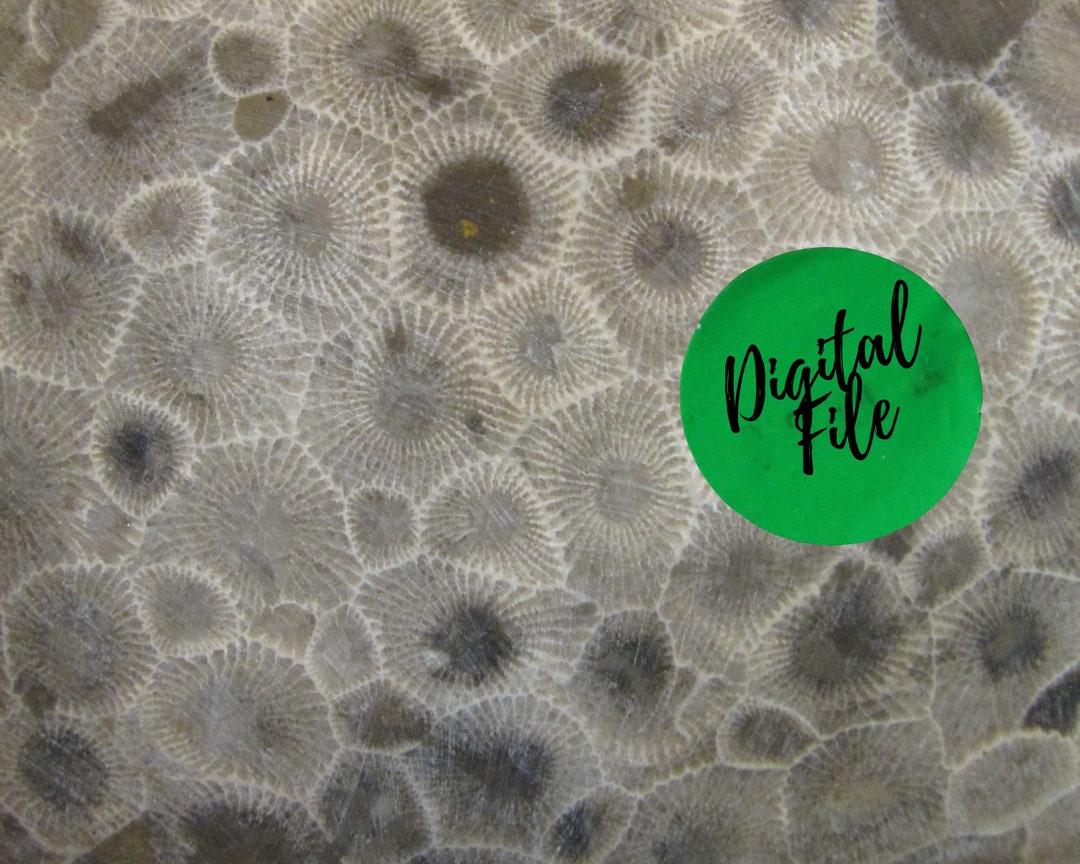 Petoskey Stone Photo Print, Nature Art Pattern (digital Download) - Etsy