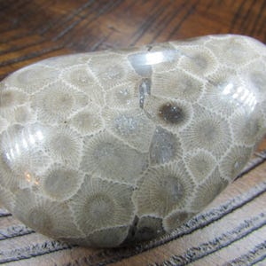 Polished Petoskey Stone | 3.4 oz | Polished Michigan Stones | Fossils | Rock Collecting | Great Lakes Stone