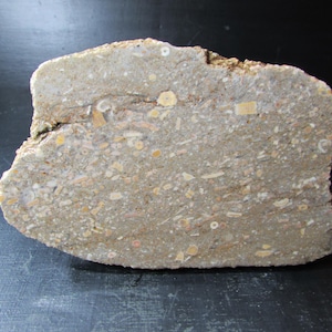 Crinoid Fossil Stone Slabs: Michigan Cut Stone Lot