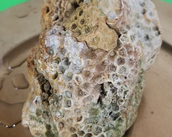 Raw Petoskey Stone, Druzy Crystal, Agatized, Fossil Rough Rock, Decorative, Lapidary, Aquarium, Michigan Garden Stone, Fresh Find