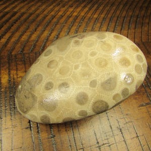 Unpolished Michigan Petoskey Stone︱Tumbled Great Lakes Coral Fossil