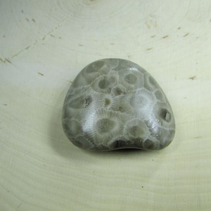 Unpolished Michigan Petoskey Stone︱Tumbled Great Lakes Coral Fossil