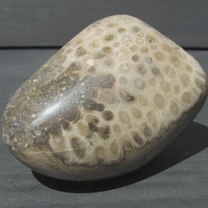 Polished Petoskey Stone/Stromataporoid Combo | 10 oz | Polished Michigan Stones | Fossils | Rock Collecting | Great Lakes Stone
