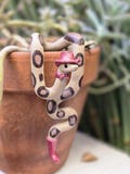 Hand-Painted Resin Cowboy Snake Plant Hugger | Western Reptile Pot Decor product logo