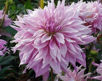 May include: A close-up of a light pink dahlia flower with multiple layers of petals. The petals have a gradient of colour, transitioning from a deeper pink at the tips to a lighter pink towards the centre. Water droplets are visible.