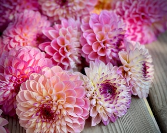 May include: A bouquet of pink and white flowers with a variety of textures and shapes. The flowers are arranged in a loose, natural style.