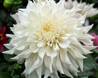 May include: A close-up of a fully bloomed white dahlia flower. The flower has many layers of petals, with a creamy yellow centre. The petals are pointed and slightly ruffled. The background is blurred, with hints of green leaves and other flowers.