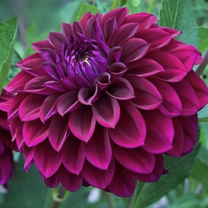 Dahlia 'Diva' - Livraison printemps 2025 (1 tubercule)