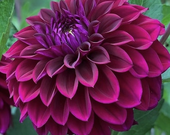 May include: A close-up of a fully bloomed dahlia flower. The flower has layers of deep burgundy petals with a vibrant magenta edge. The centre of the flower is a darker shade of purple. Green leaves are visible in the background.